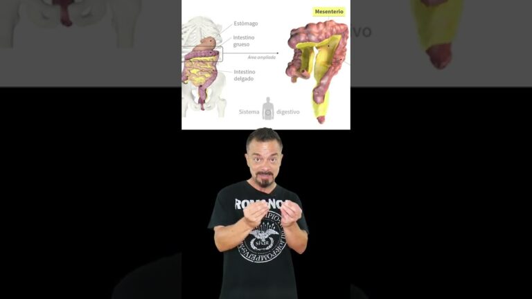 Descubre Cu Ntos Rganos Tiene El Cuerpo Humano Una Fascinante